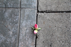 flower thru concrete