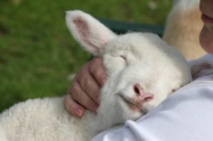 happy sheep