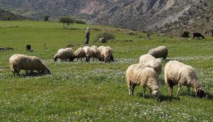 shepherds heads down 2